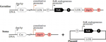 Gene regulatory network of the Igem's Paris team's proposal in 2007